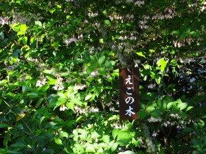 DSC00583